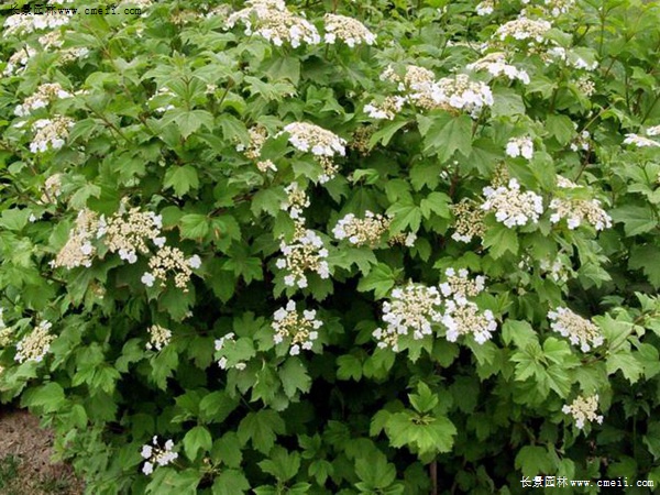 天目瓊花