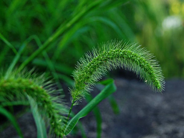 護(hù)坡植物狗尾草