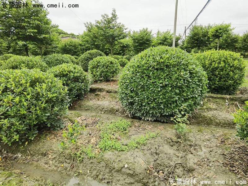 海桐球苗圃批發(fā)種植基地長景園林