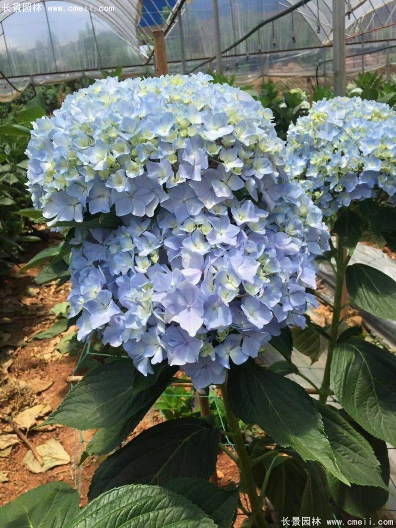 繡球花八仙花圖片基地實(shí)拍