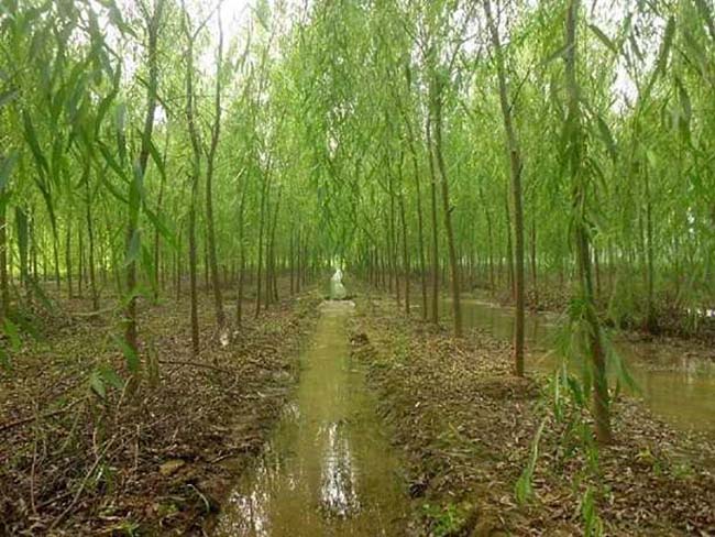 護坡植物垂柳圖片