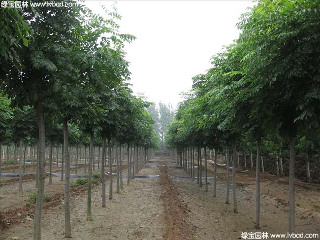 護(hù)坡植物江蘇沭陽黃山欒樹種植基地