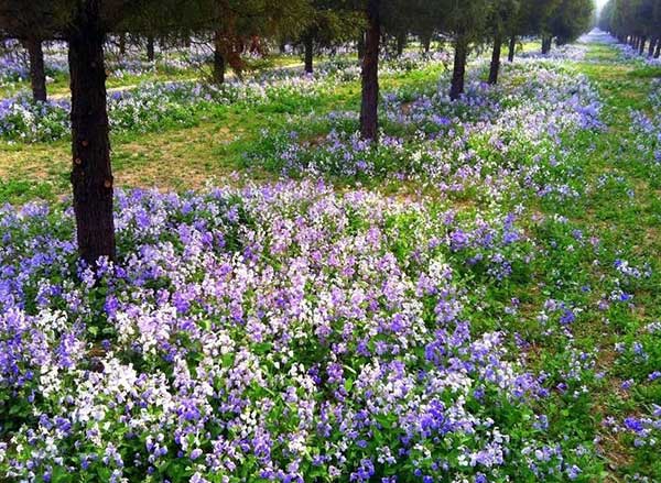 護坡花卉二月蘭花海紫色藍色