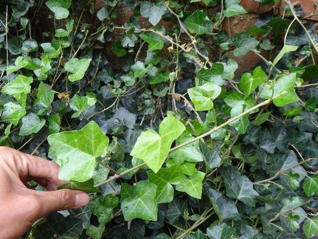 護坡植物常春藤常青藤苗木藤本植物