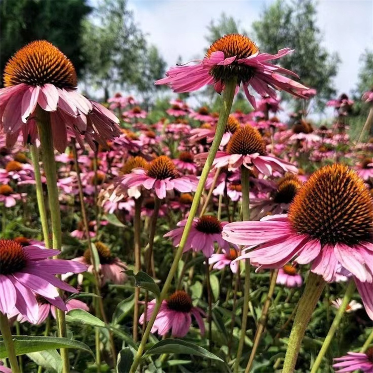 紫錐菊 來自長景園林