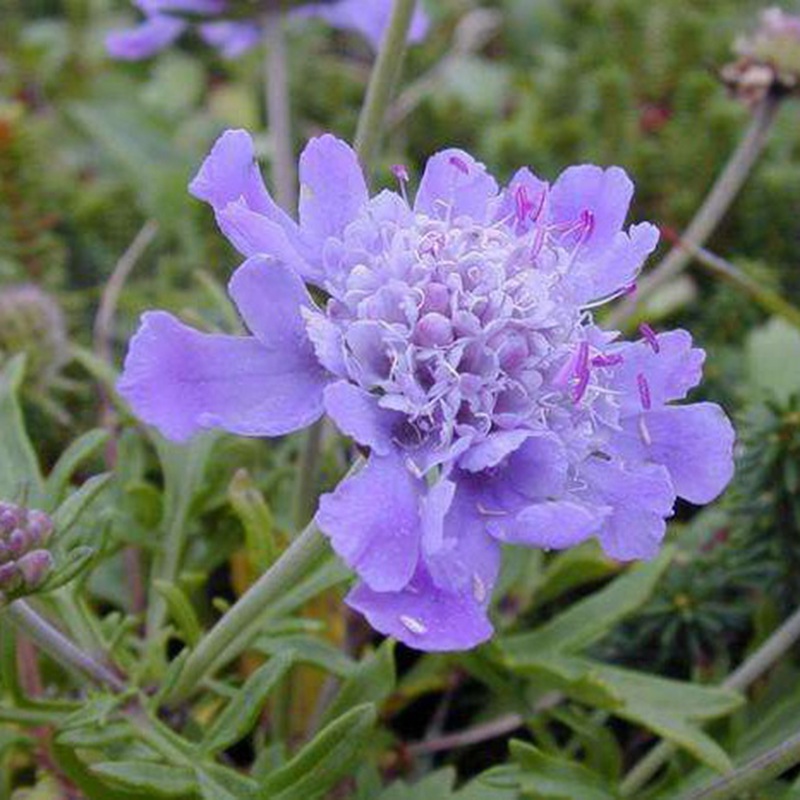 輪峰菊的形態(tài)特征、生長習(xí)性及種植方法