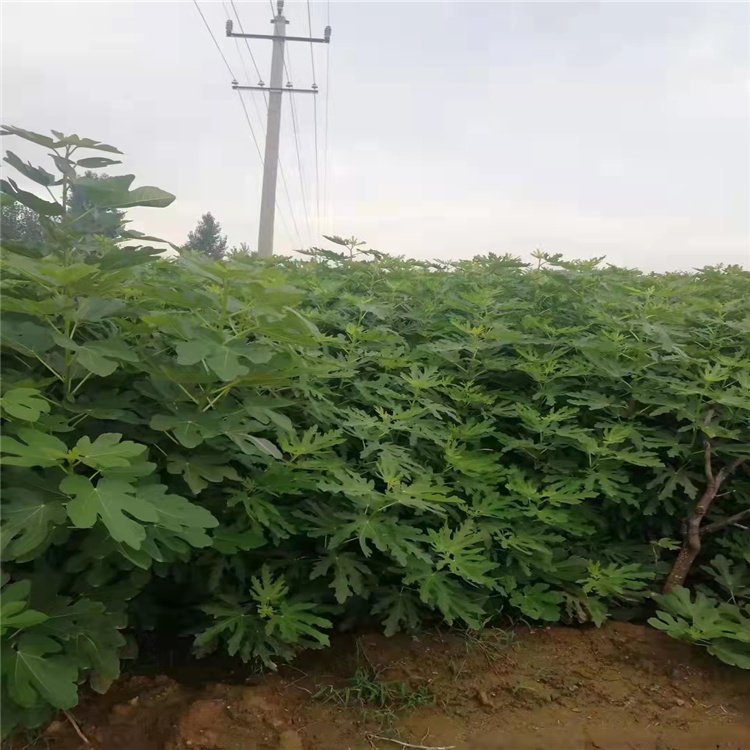 無(wú)花果樹苗